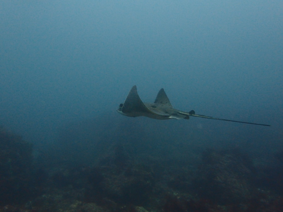 6/20　神子元：ハンマーヘッドシャーク大群！もう言葉は要りません！