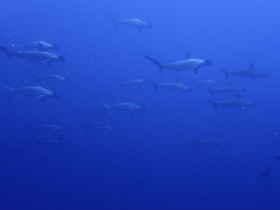6/12　富戸：クダゴンベはいつ見ても可愛い♪テングダイは岩陰に^^v