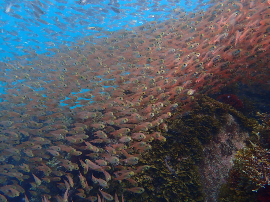 ７月３０日 神子元島 青い海にハンマーの群れ！