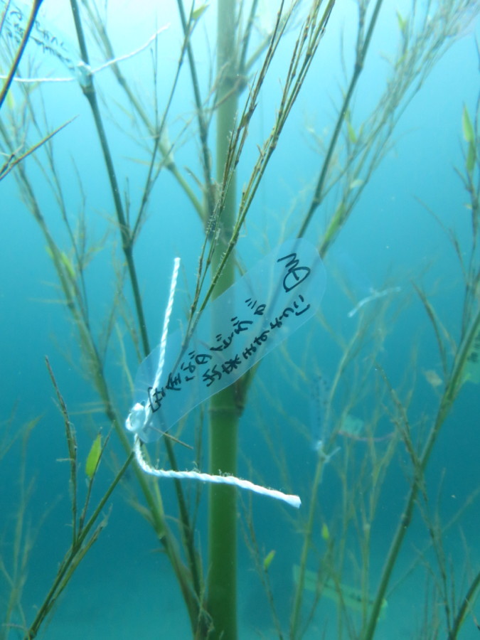 ７/８　脇の浜もヨコバマもアオリイカ産卵絶好調！