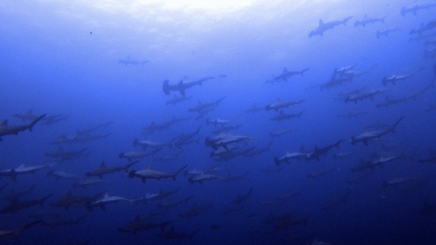 7/15　富戸：アオリイカが目の前で産卵ショー！！でもここで？！