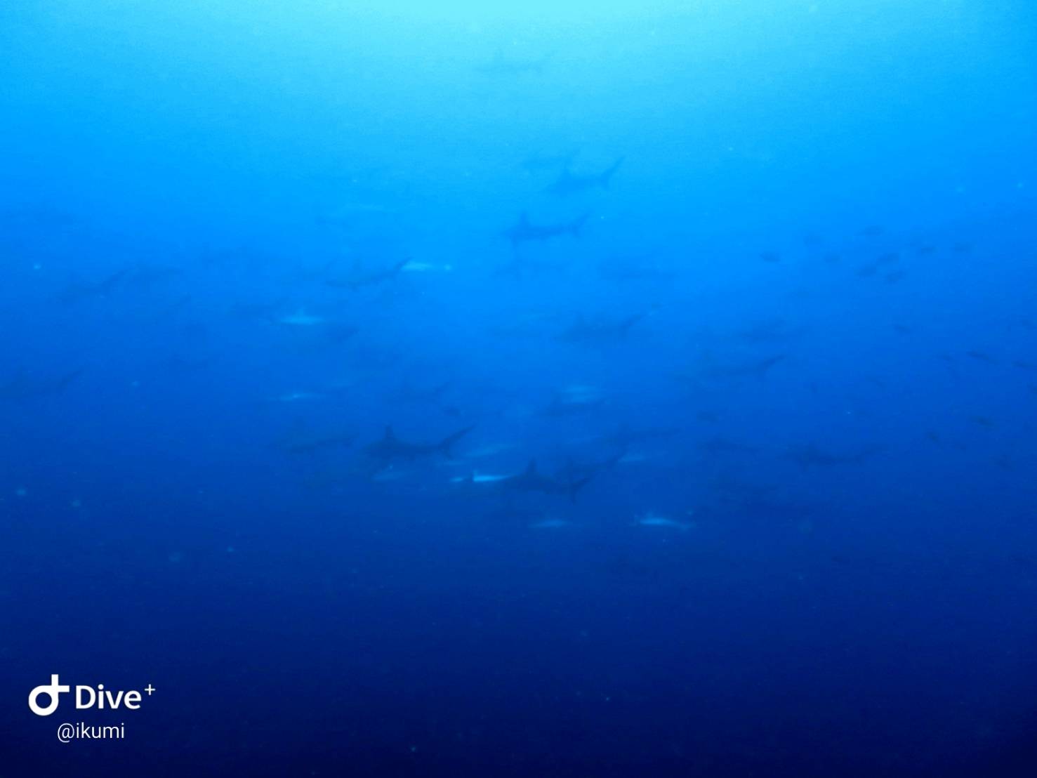 7/31  富戸：捕食シーンが熱い♪カンパチ＆シマアジvsイワシの稚魚達