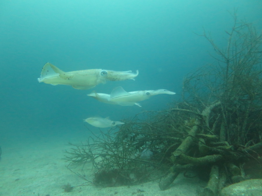 7/7 七夕ダイビング♪♪