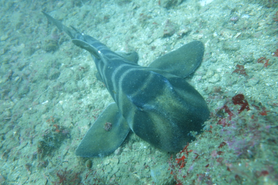 ７月１８日・神子元島　３ダイブ全てでハンマー群れ！