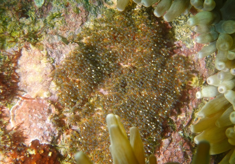 ７月１４日　神子元島：あっおーい海の中で、何度もハンマーの群れGET⤴️