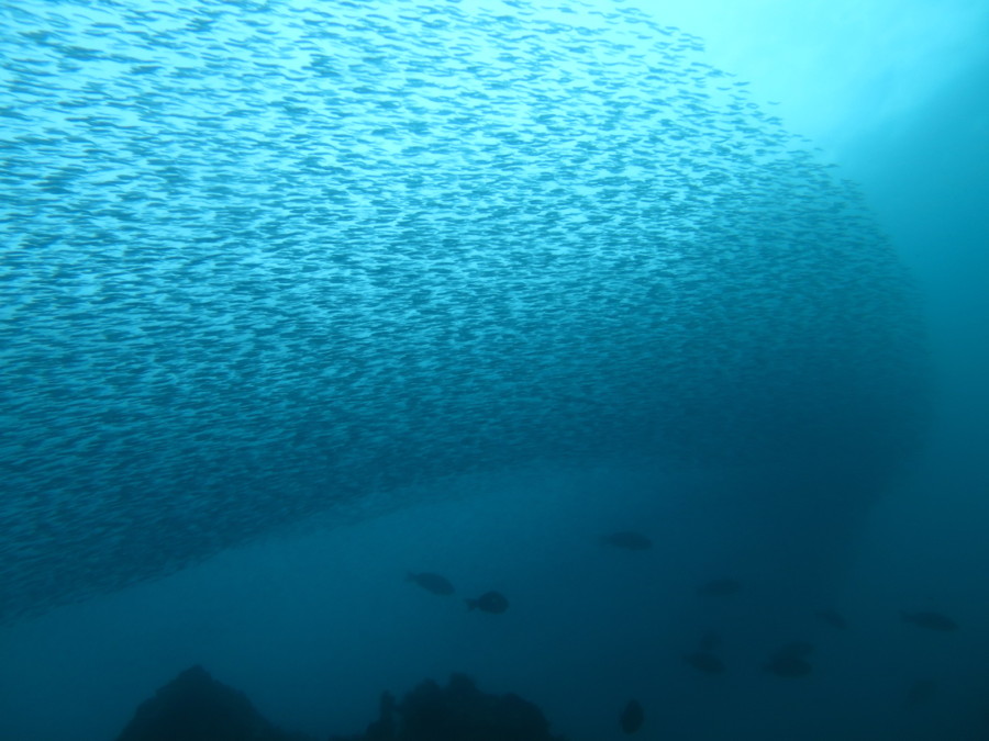 ８/１５　ニシキフウライウオにカミソリウオのペアづくし♪