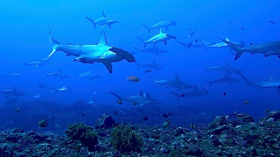 ７月最終日はナイトダイビングにも行ってきました(^^)/
