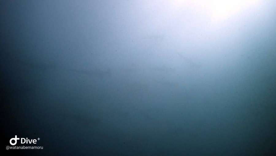 ８/２６　ニシキフウライウオ、ミナミギンポなど可愛い子が見れてます♪