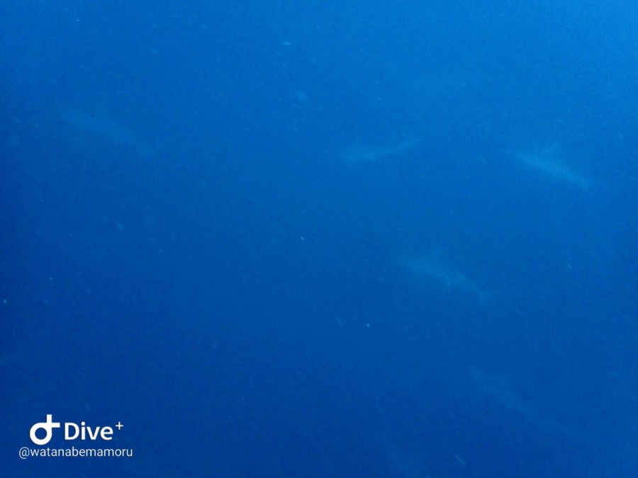 ９/２２　ピラミッドの魚影最高！！