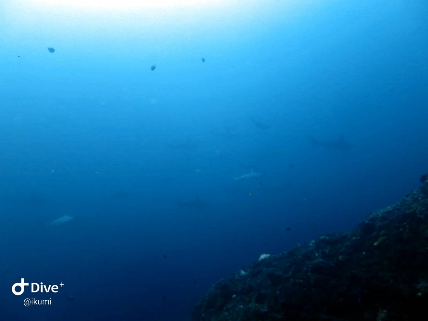 ９/１３　テトラポットはキンメモドキぐっちゃり！！