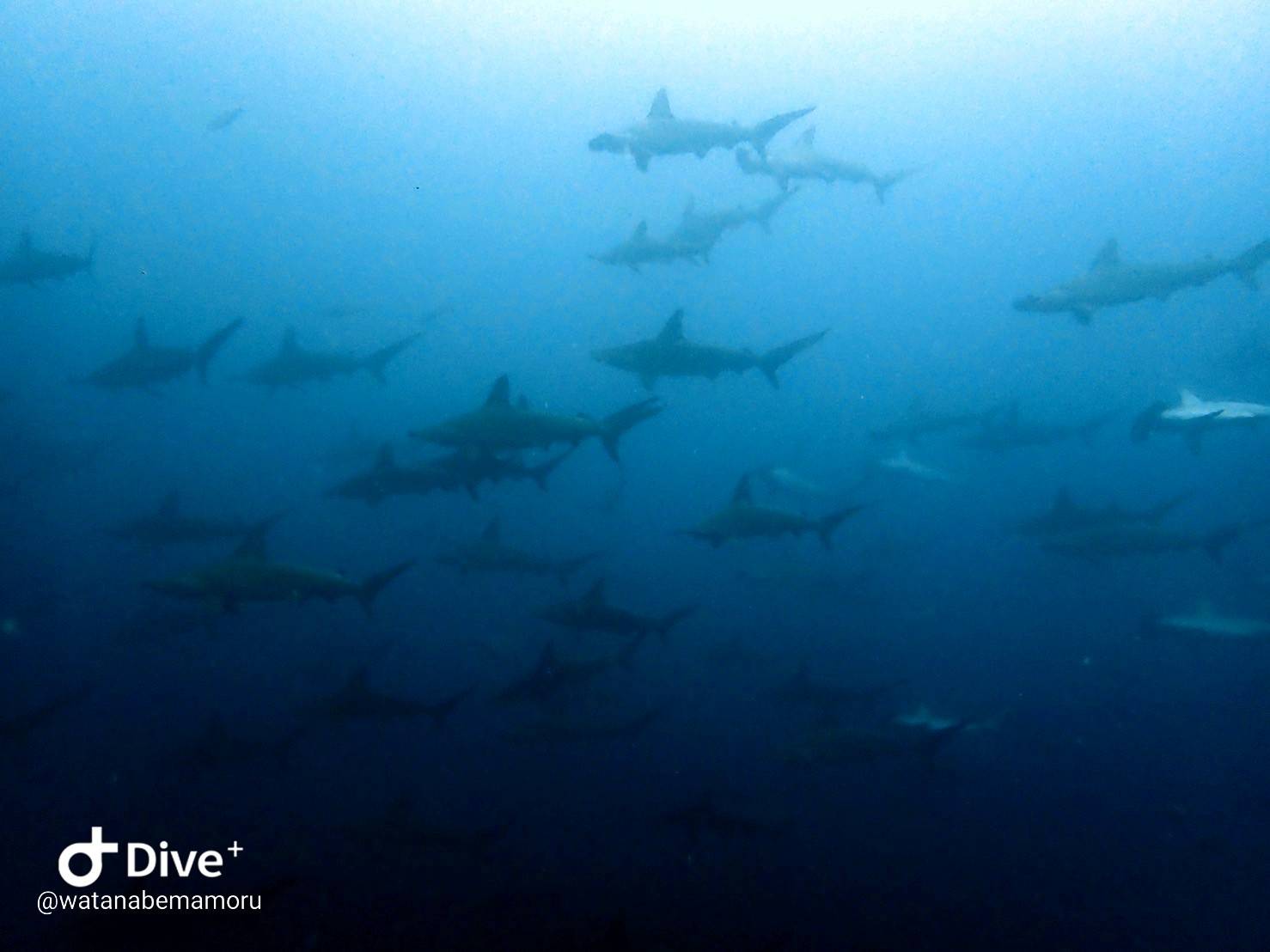 ９/３　本日の擬態№１はニシキフウライウオ！！
