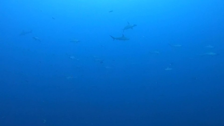 10月9日　神子元島　透明度回復ハンマー群れ群れ！