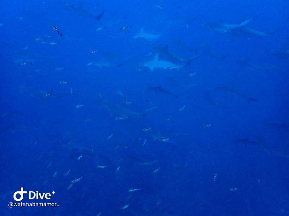 １０/３０ ピラミッドはビナゴの渦！！ヨコバマではカンパチ軍団と最高＼(^o^)／