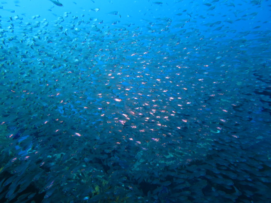 10月10日　神子元島　２０ｍオーバー！ハンマー三昧！