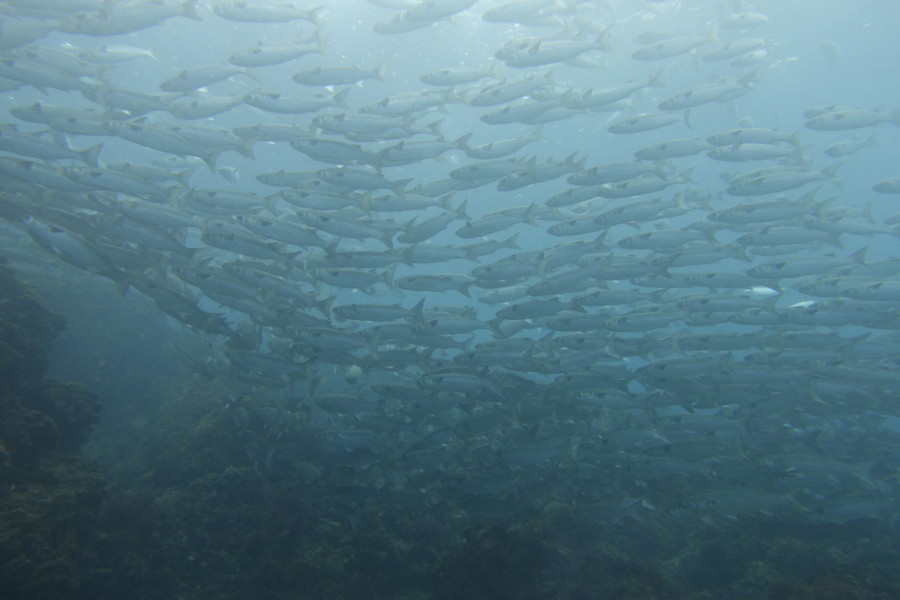 10/13　富戸：岩場を覗くウツボがクリーニング♪そして多くの幼魚＼(^o^)／ハナゴイ、タテジマキンチャクダイ等々
