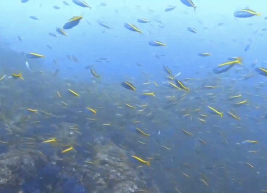 10/13　富戸：岩場を覗くウツボがクリーニング♪そして多くの幼魚＼(^o^)／ハナゴイ、タテジマキンチャクダイ等々