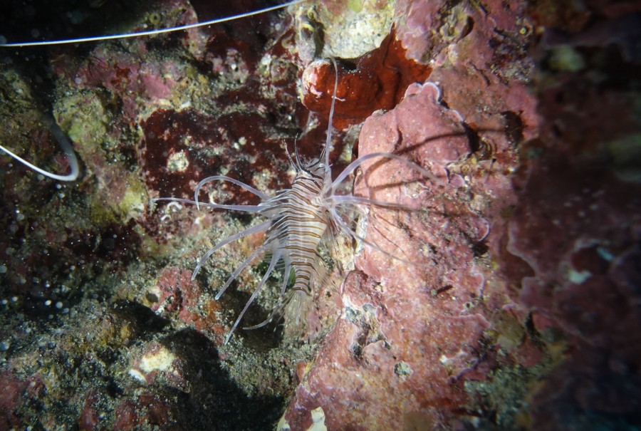 １０/１０　透明度２０ｍのピラミッドは最高すぎます！