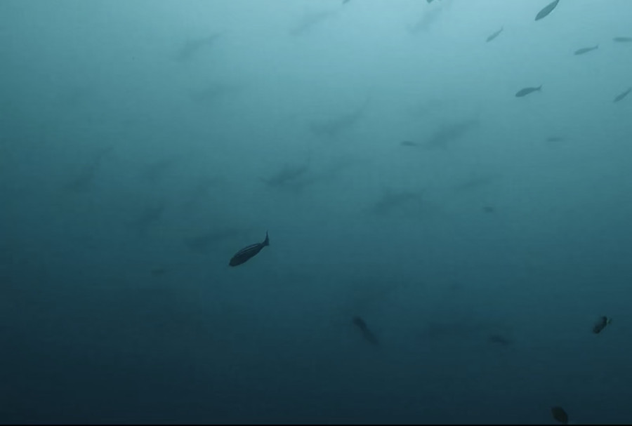 １１/１８　波に揺られてハダカハオコゼ(^^)