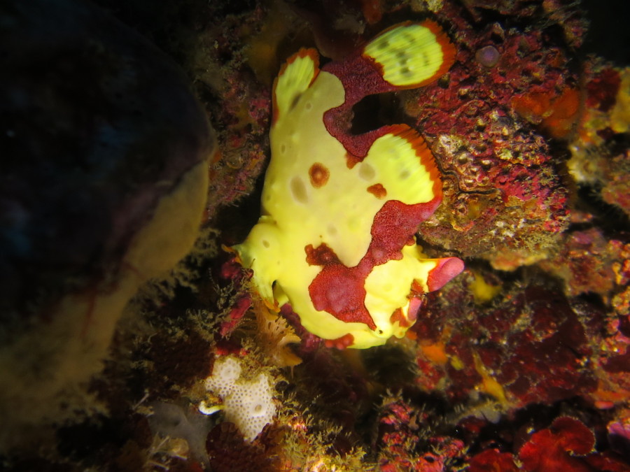 12/4冬の２つの限定ポイントへ＜群れとトビエイ！！＞