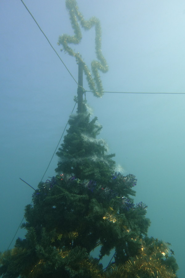 １２/３　リクエストのクマドリ３色（白・黒・黄）揃ってるヨコバマ♪