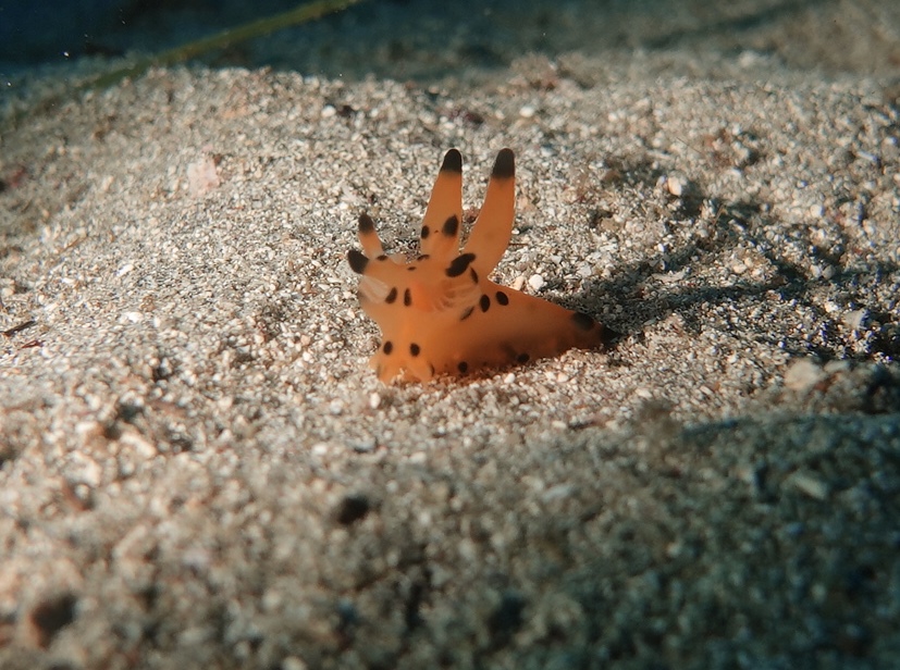 １２/２２　可愛い生物だらけで素敵なヨコバマになってます(^^)/