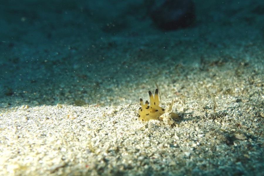 １/３　富戸の海♪絶好調です！