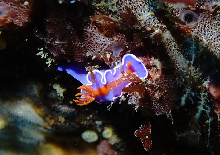 4/8　富戸：大きなネコザメ、テトラポットの大集団キンメモドキ達