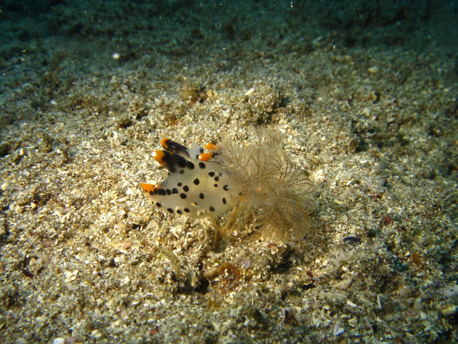 4/21 アオリイカの産卵床に卵が付きました~水中も季節が進んでます\(^o^)/