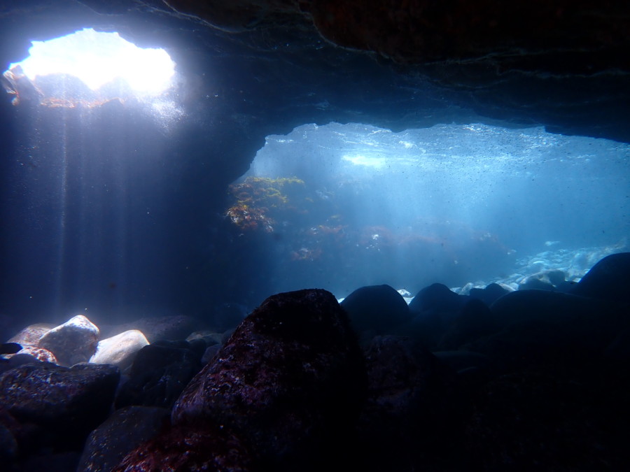 ４月１１日　神子元島：ハンマーヘッドにヒレナガカンパチの群れ～！