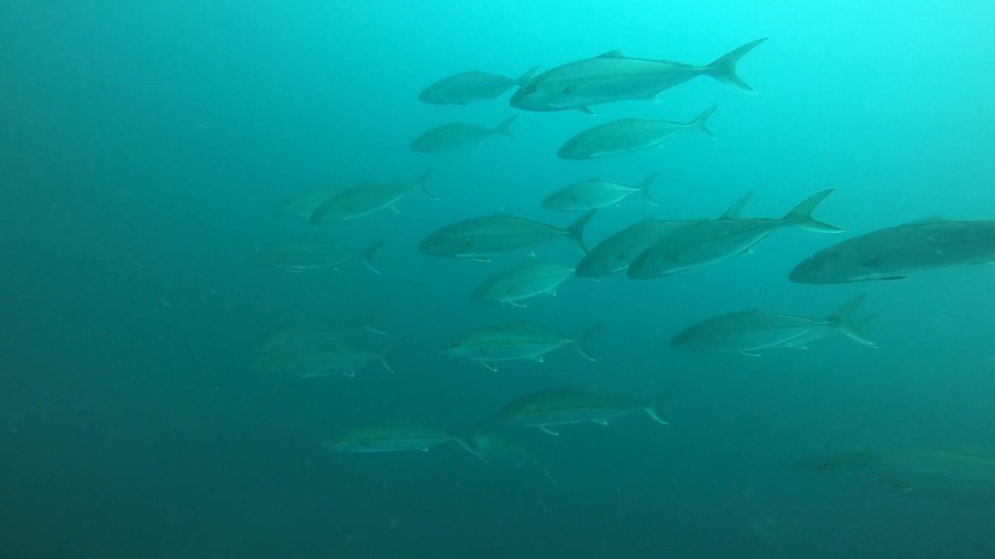 5/25 富戸:ソラスズメダイも増えてきました\(^o^)/ネコザメ赤ちゃんも?!