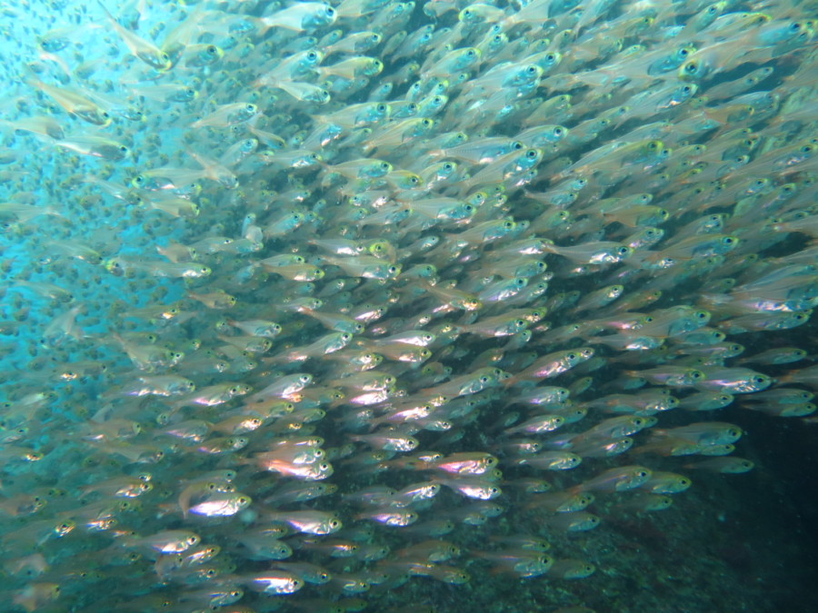 ５/７　今のお勧めの富戸ボートダイブへ(^^)/