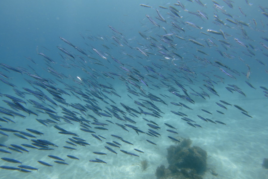 5/29 水温上がってアオリイカの産卵復活、深場にクチナシツノザヤウミウシ登場(≧▽≦)