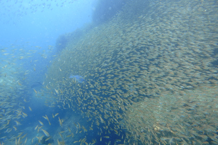 ５月２５日神子元島　潮が動かず・・・あれれ。。。