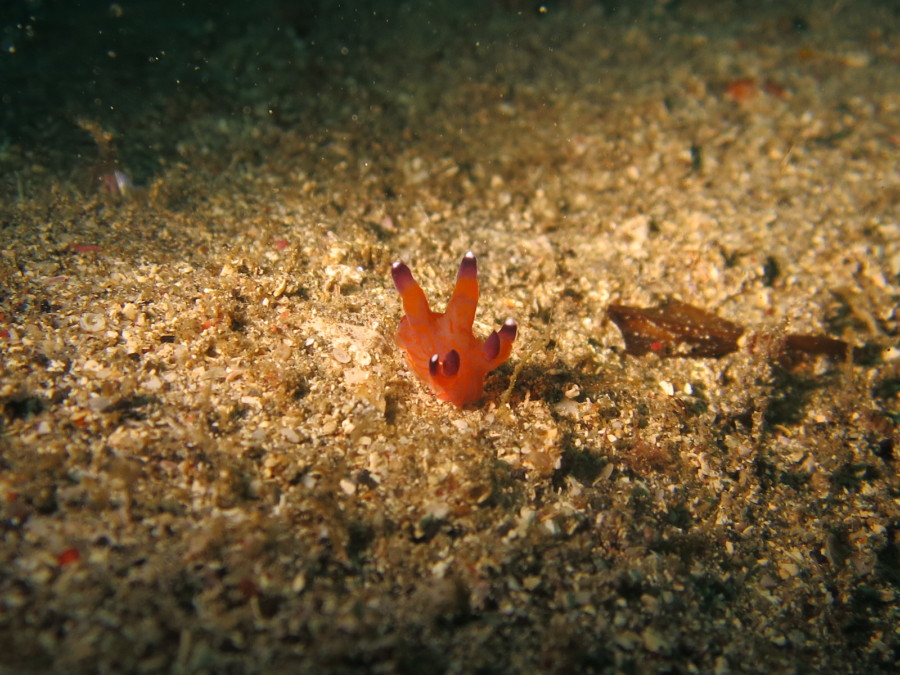 マリンダイビングwebで、当店の神子元島ツアーが紹介されました！