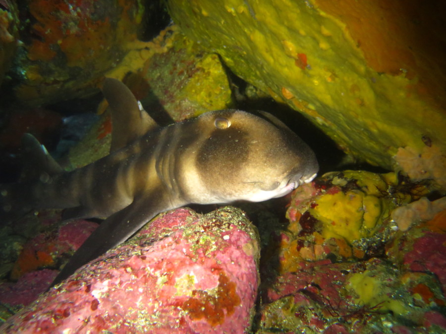 ６月２８日　神子元島　黒潮復活！ハンマーぐっちゃり(^^)/