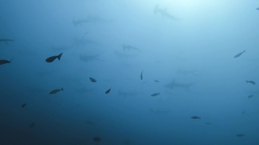 ６/２６　ボートはソフトコーラルを見に～クロホシイシモチの口内保育も増えましたヾ(≧▽≦)ﾉ　