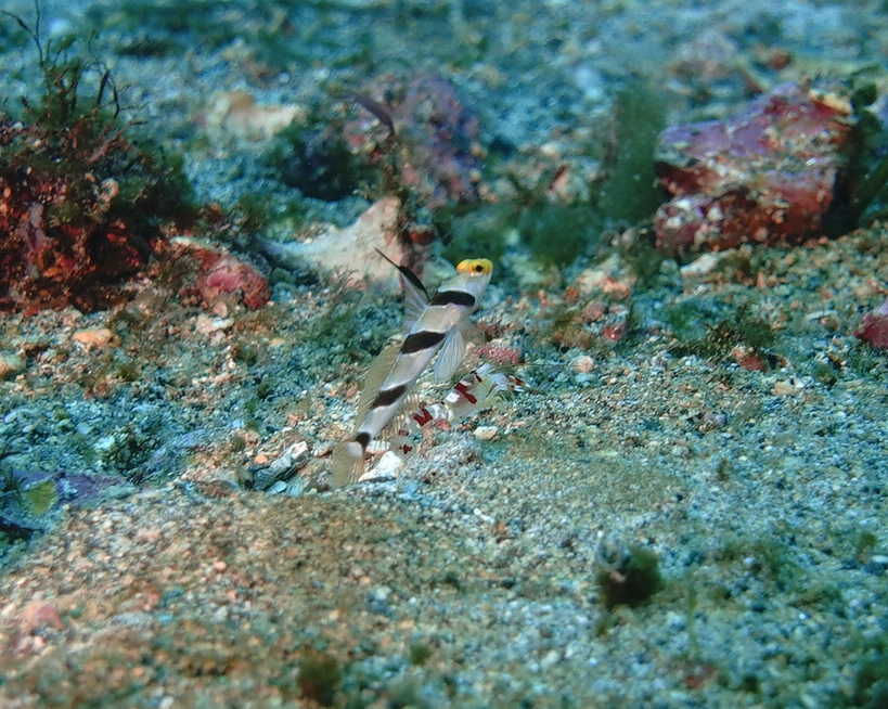 7/12　富戸：卵を守るお父さんクマノミ、口の中で守るお父さんクロホシイシモチ