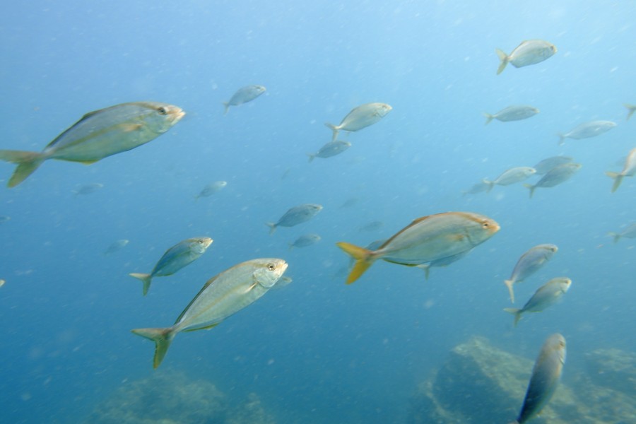 ７/２８　夏の限定ボートポイント「ソウリ島」に行ってきましたヾ(≧▽≦)ﾉ