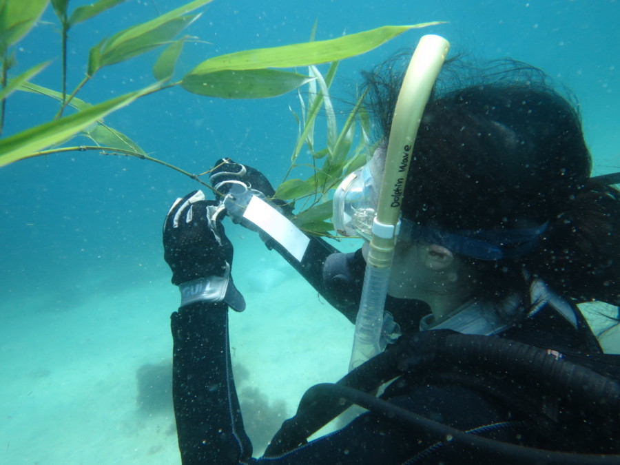 ７月３日　神子元透明度＆水温異常事態発生