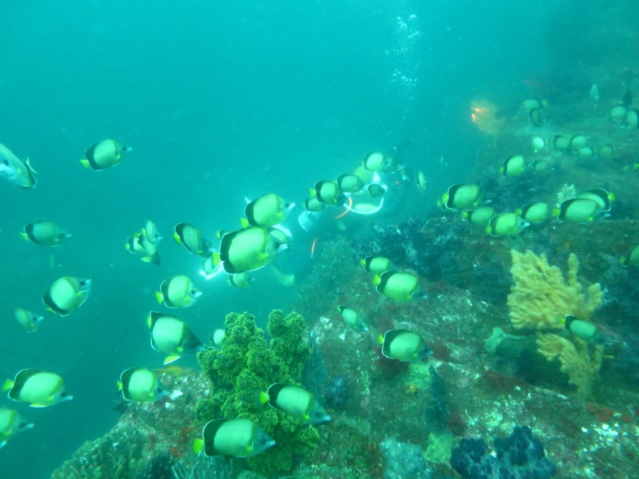 ７/３０　富戸ナイトダイビング(^^)/