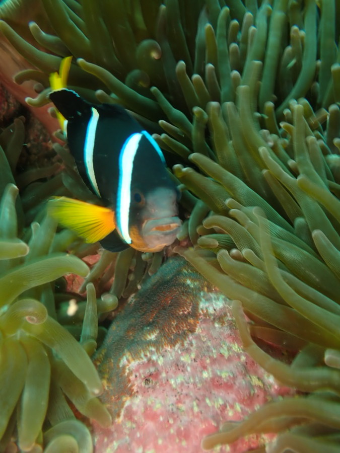 7/11　富戸：カンパチの群れにクマノミの卵を追跡♪