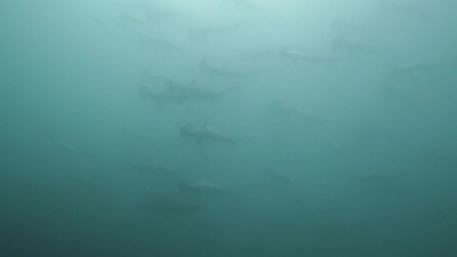 ７/２２　シマウミスズメなど可愛い赤ちゃん増えてますよヾ(≧▽≦)ﾉ