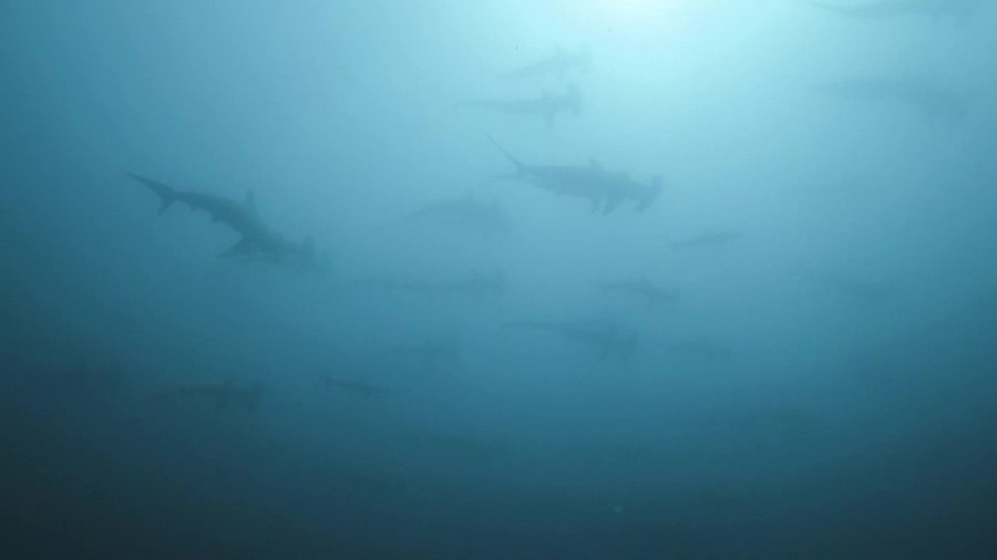 ７/３１　富戸のボート♪ゴロダイ＆ツナキリへ♪