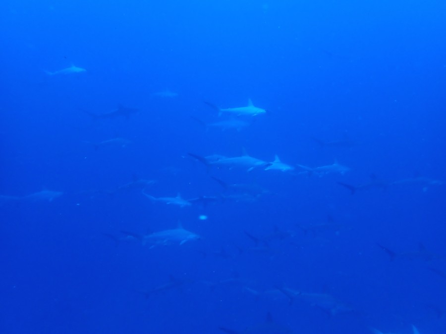 ８/３１　８月最後の海も群や可愛い子で大賑わい＼(^o^)／