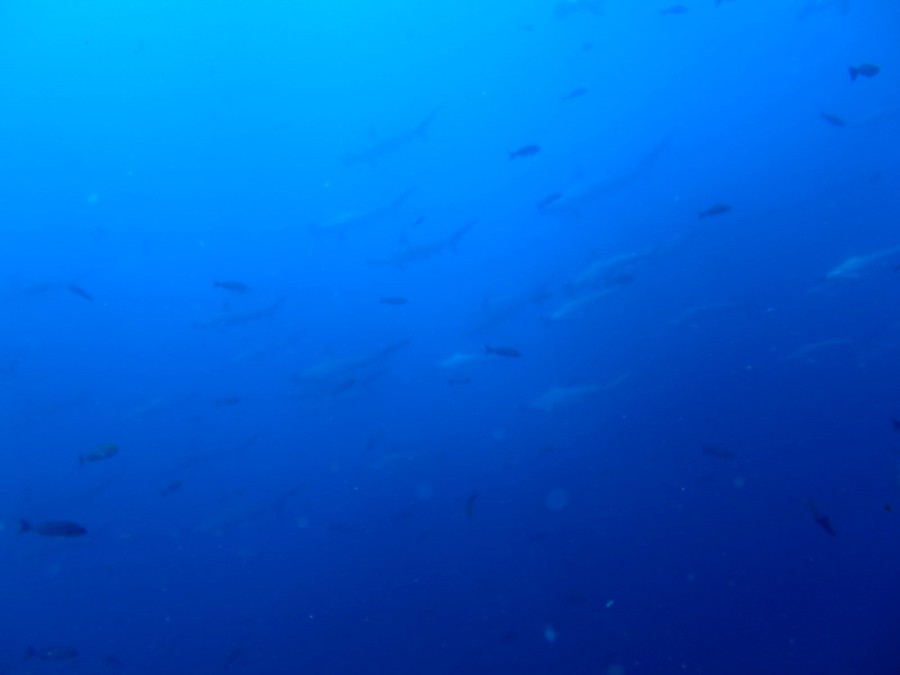 7月31日　神子元　透明度は今日も最悪ですがハンマーは群れ群れ！