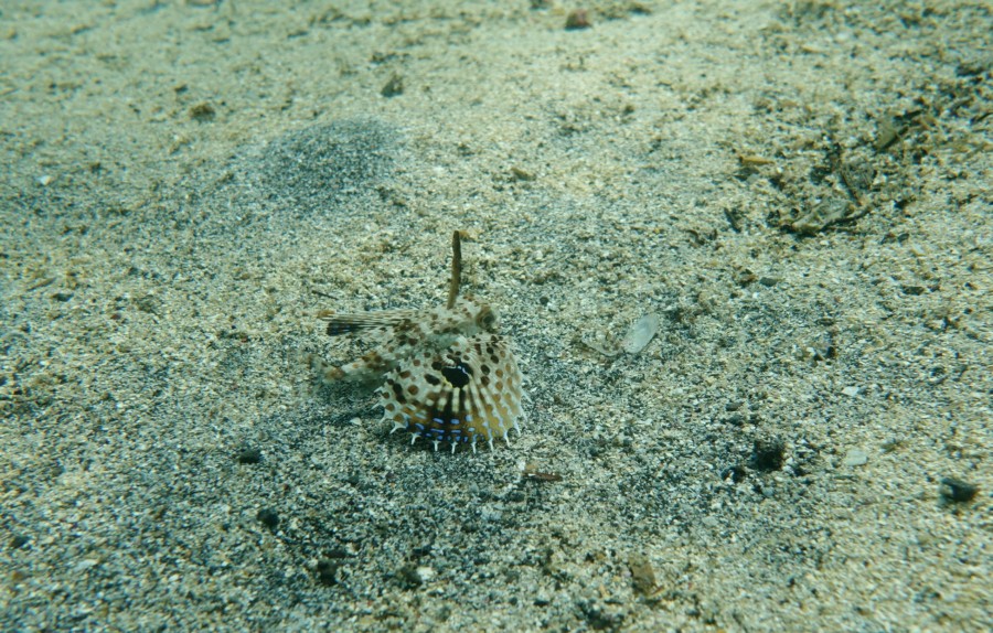 ８/２３　魚影の濃い富戸の海になってます(^^)/