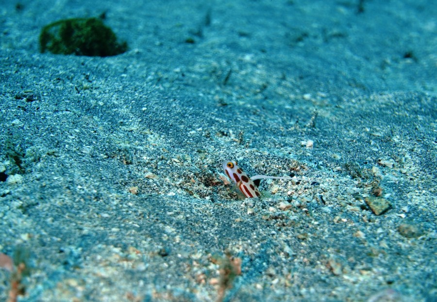 9/2　富戸：本日は砂地巡り！ウミテング、ヤシャハゼ、ネジ、ヒレネジそしてハタタテハゼ♪