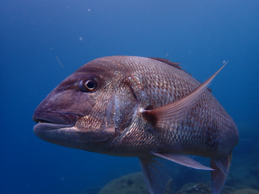 9/27 富戸:群れに囲まれてきました\(^o^)/キンメモドキ、ソラスズメダイ、ナンヨウツバメウオ幼魚^^;