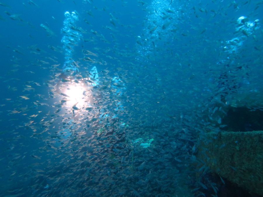 9月28日 神子元島 透明度の回復祈る!!