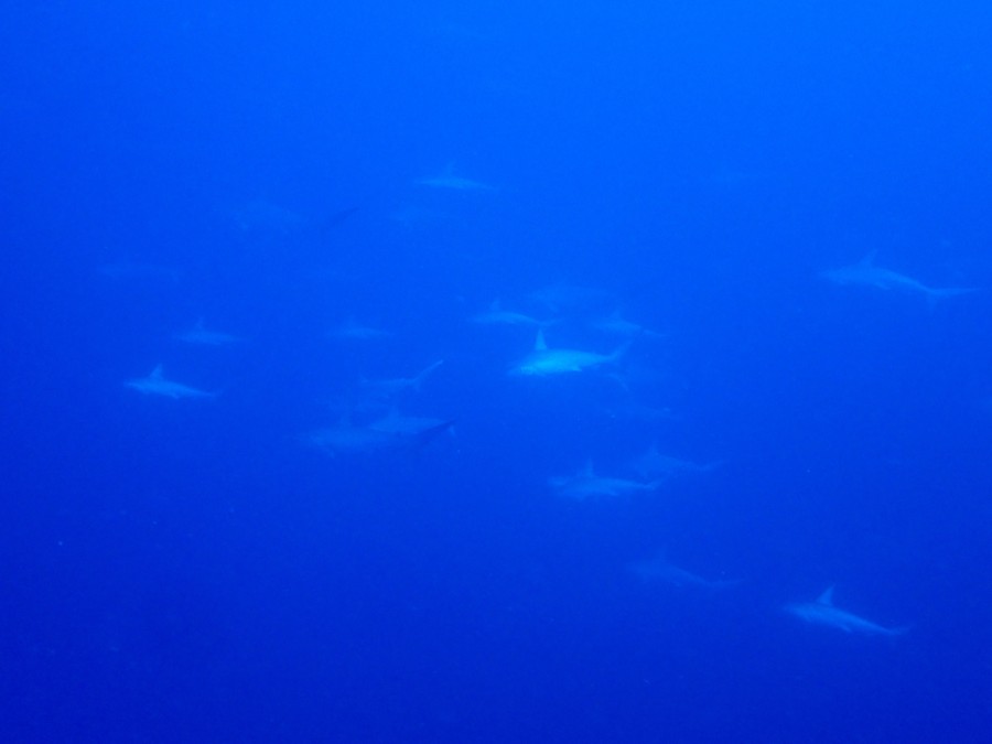 ９/２９　ピラミッドの魚影抜群です(^^)/